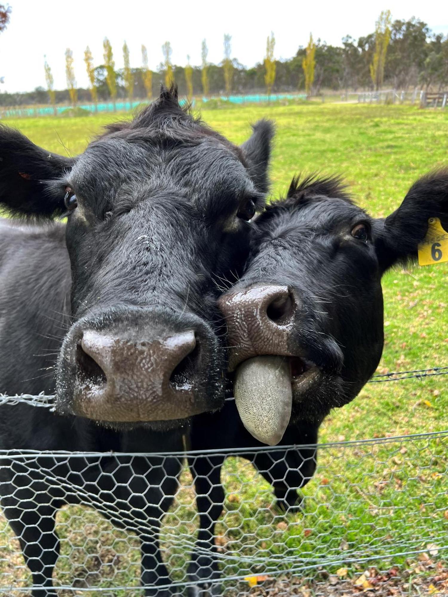 Butterbox Farm * Stanthorpe