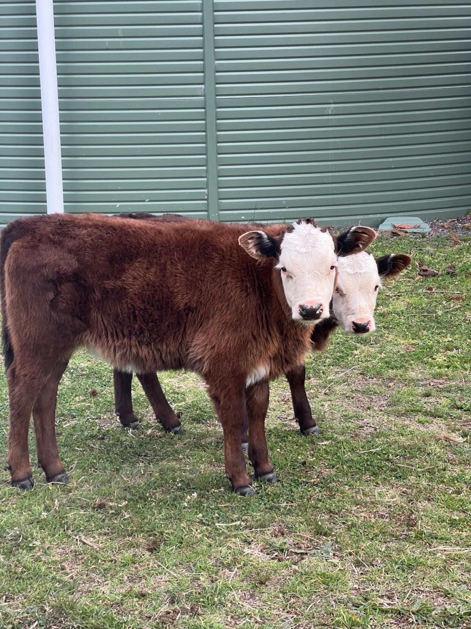 Holiday home Butterbox Farm Stanthorpe
