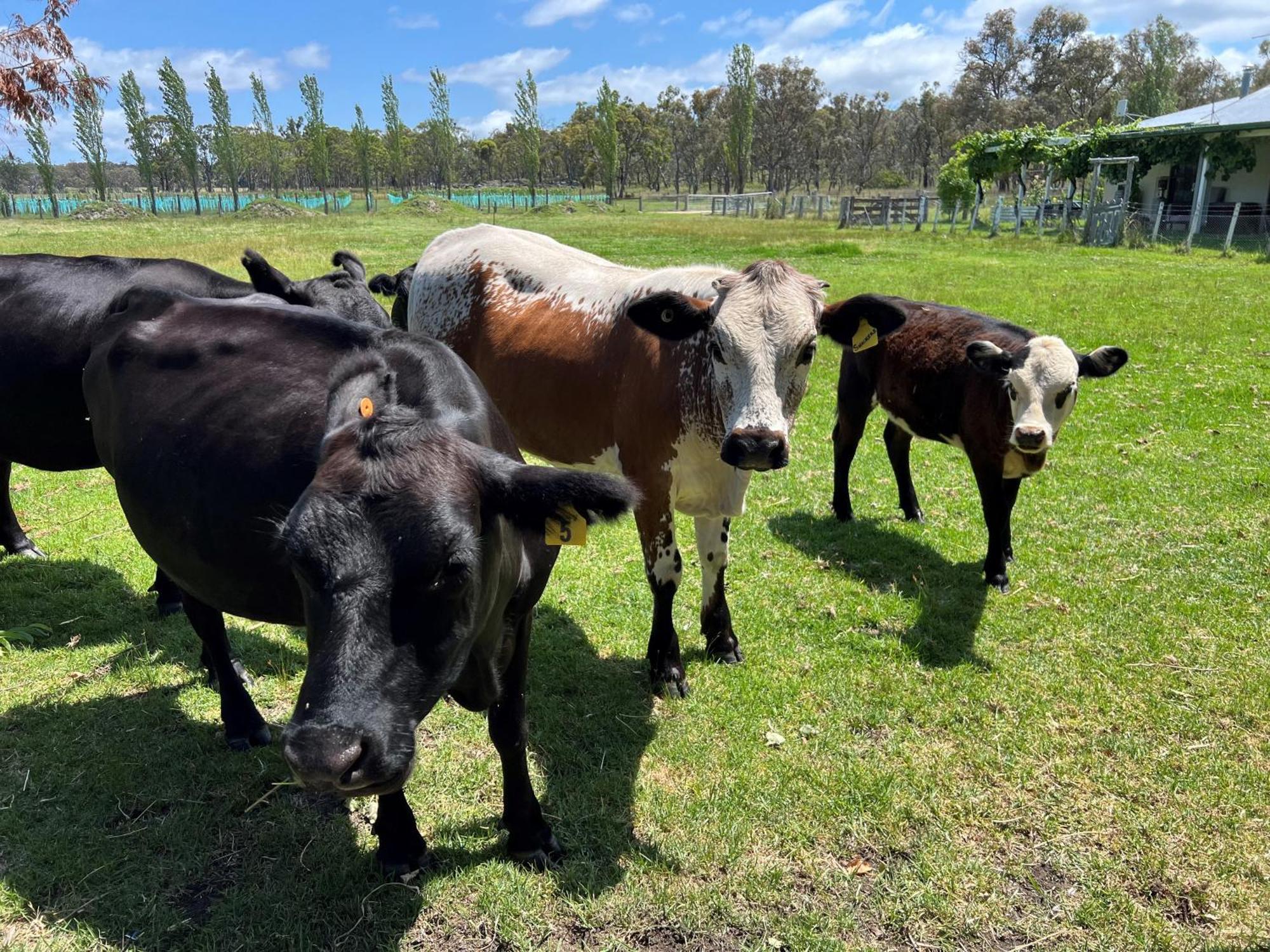 Butterbox Farm Holiday home Stanthorpe
